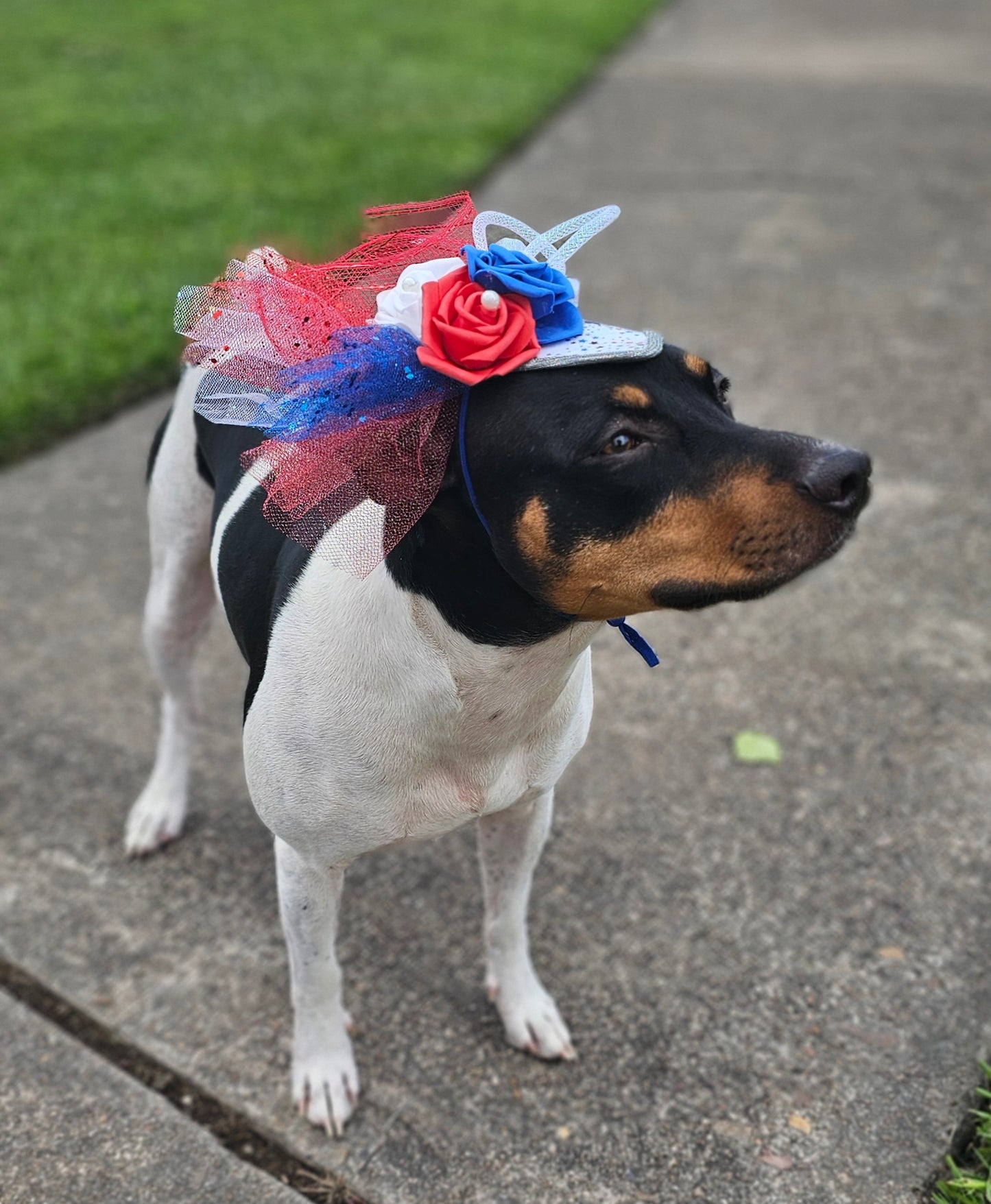 Patriotic pet fascinator hat, Patriotic Kentucky derby Pet Hat, Dog fascinator