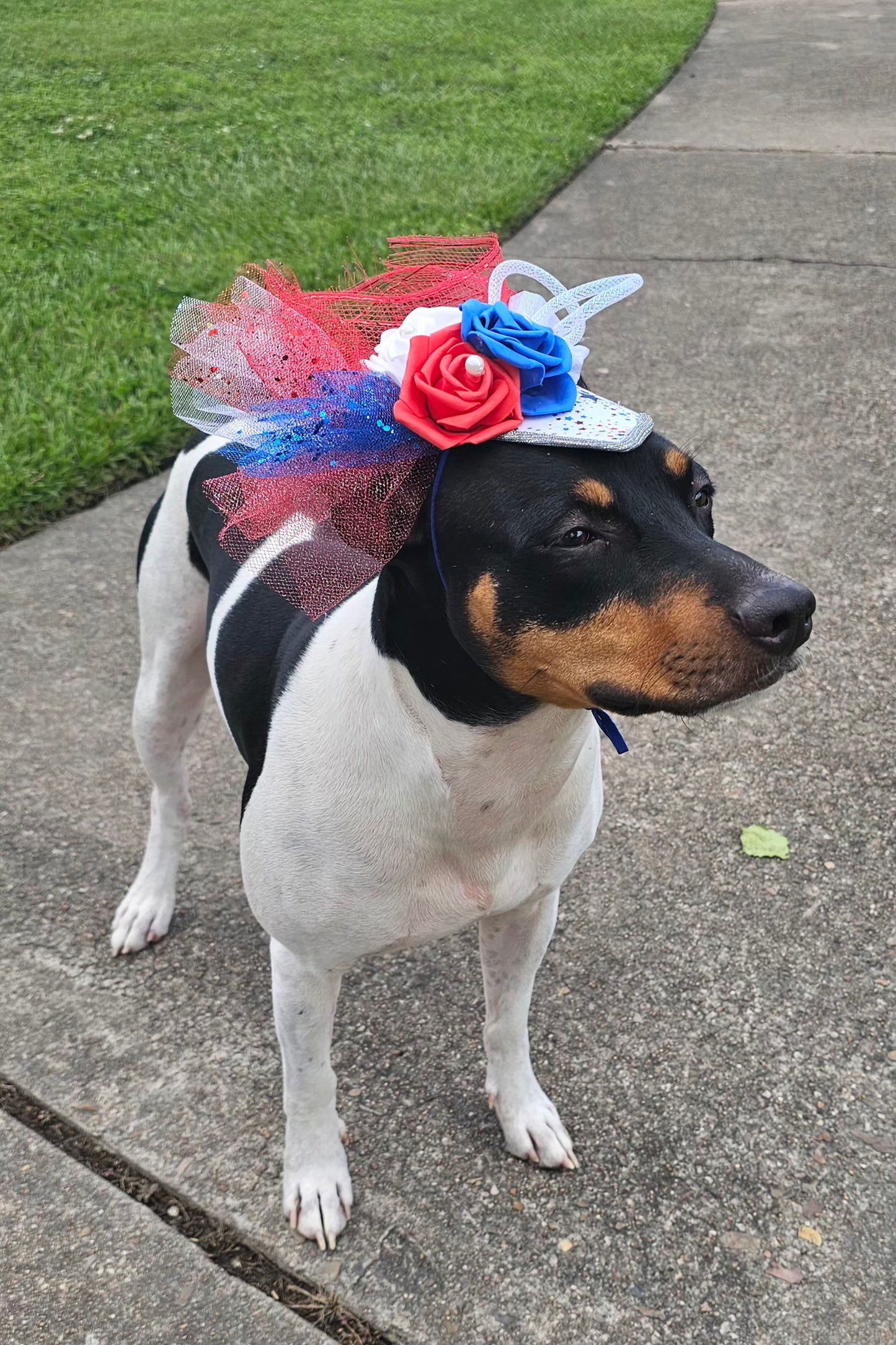 Patriotic pet fascinator hat, Patriotic Kentucky derby Pet Hat, Dog fascinator
