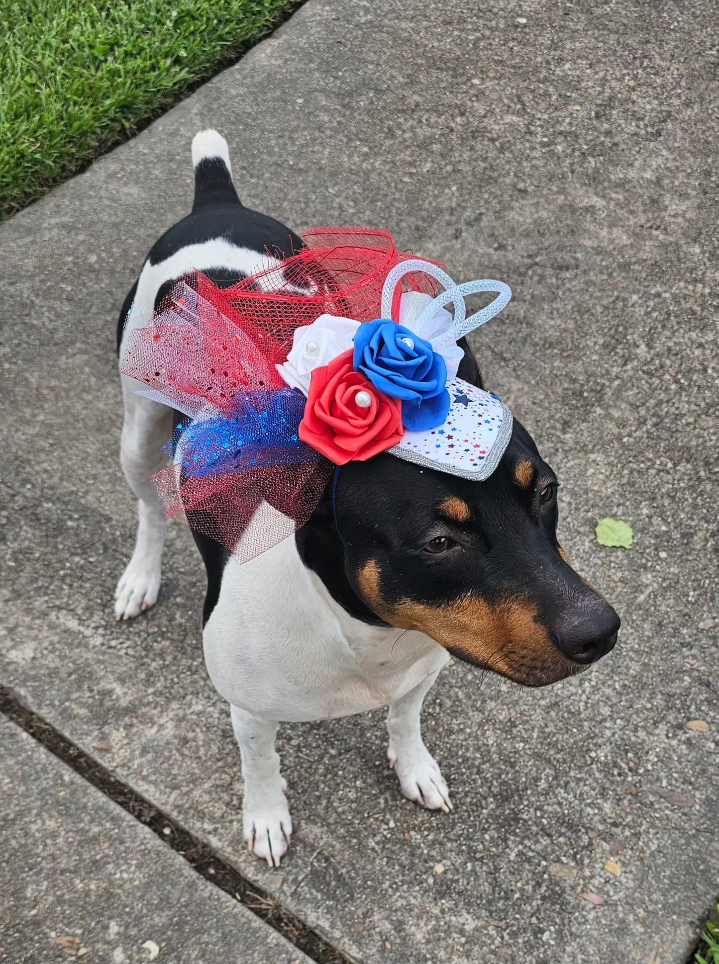 Patriotic pet fascinator hat, Patriotic Kentucky derby Pet Hat, Dog fascinator