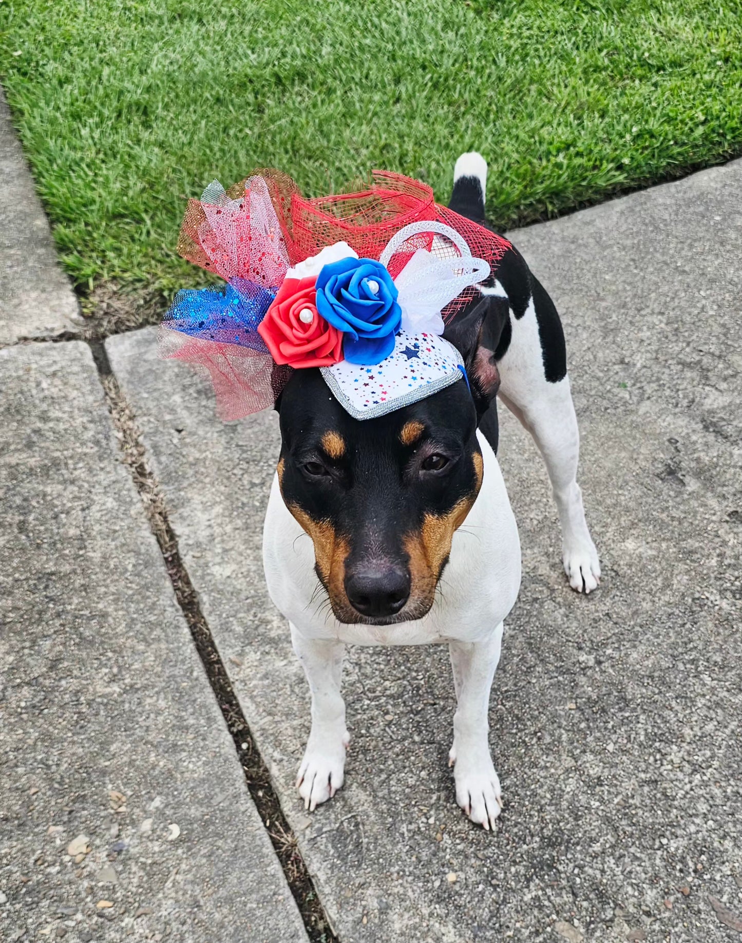 Patriotic pet fascinator hat, Patriotic Kentucky derby Pet Hat, Dog fascinator