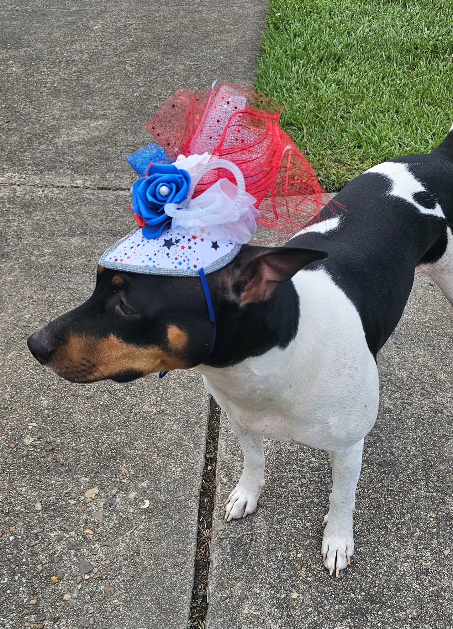 Patriotic pet fascinator hat, Patriotic Kentucky derby Pet Hat, Dog fascinator