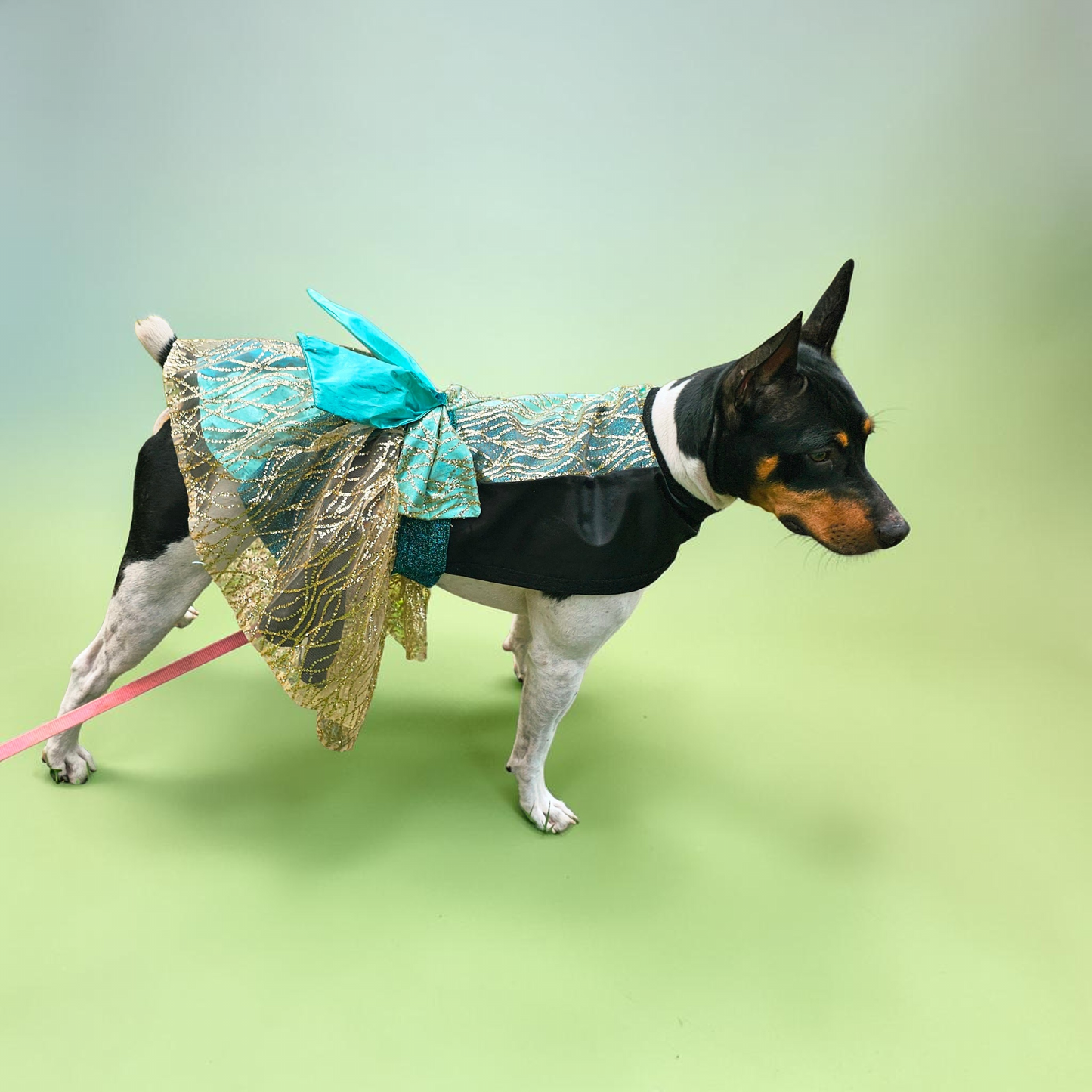Glitter tulle special occasion pet dress, black, gold, teal pet dress