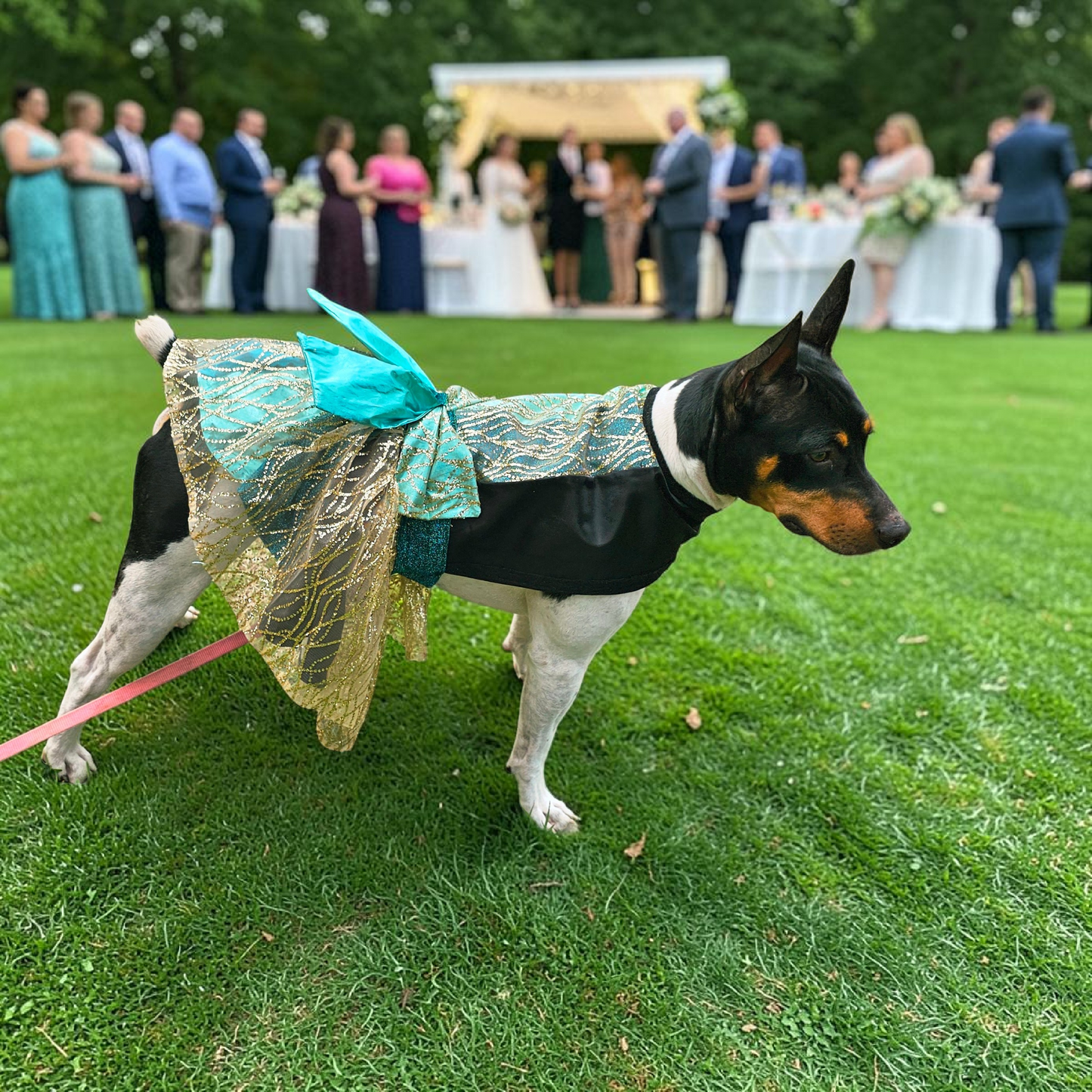 Glitter tulle special occasion pet dress, black, gold, teal pet dress
