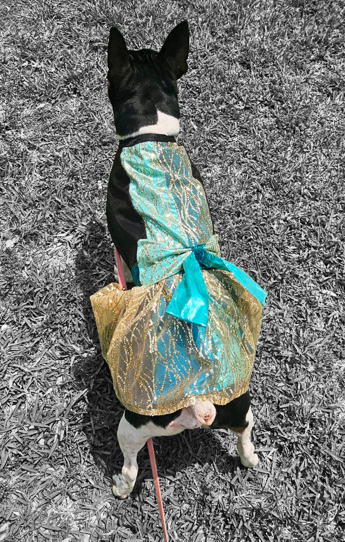 Glitter tulle special occasion pet dress, black, gold, teal pet dress