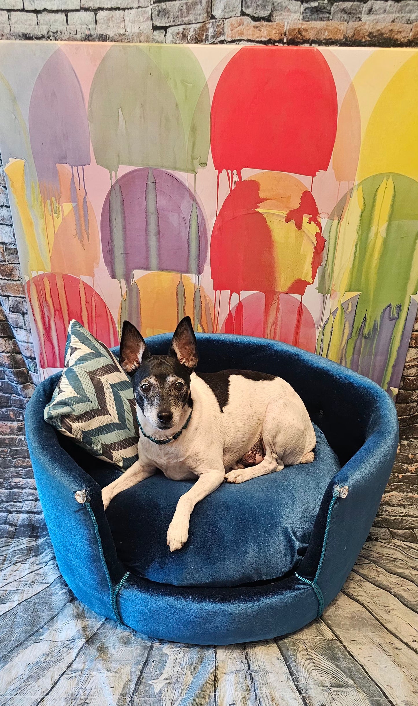 Glitter round velvet luxury pet bed, custom dog beds