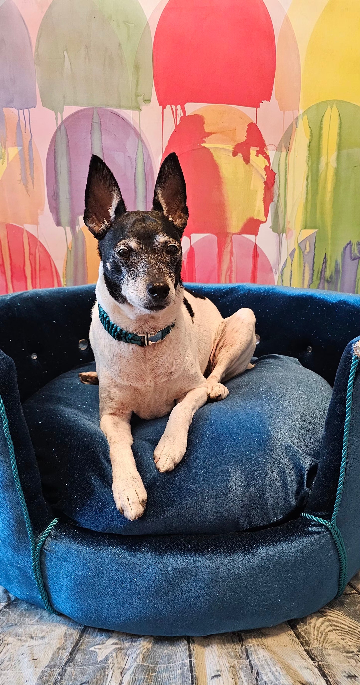 Glitter round velvet luxury pet bed, custom dog beds