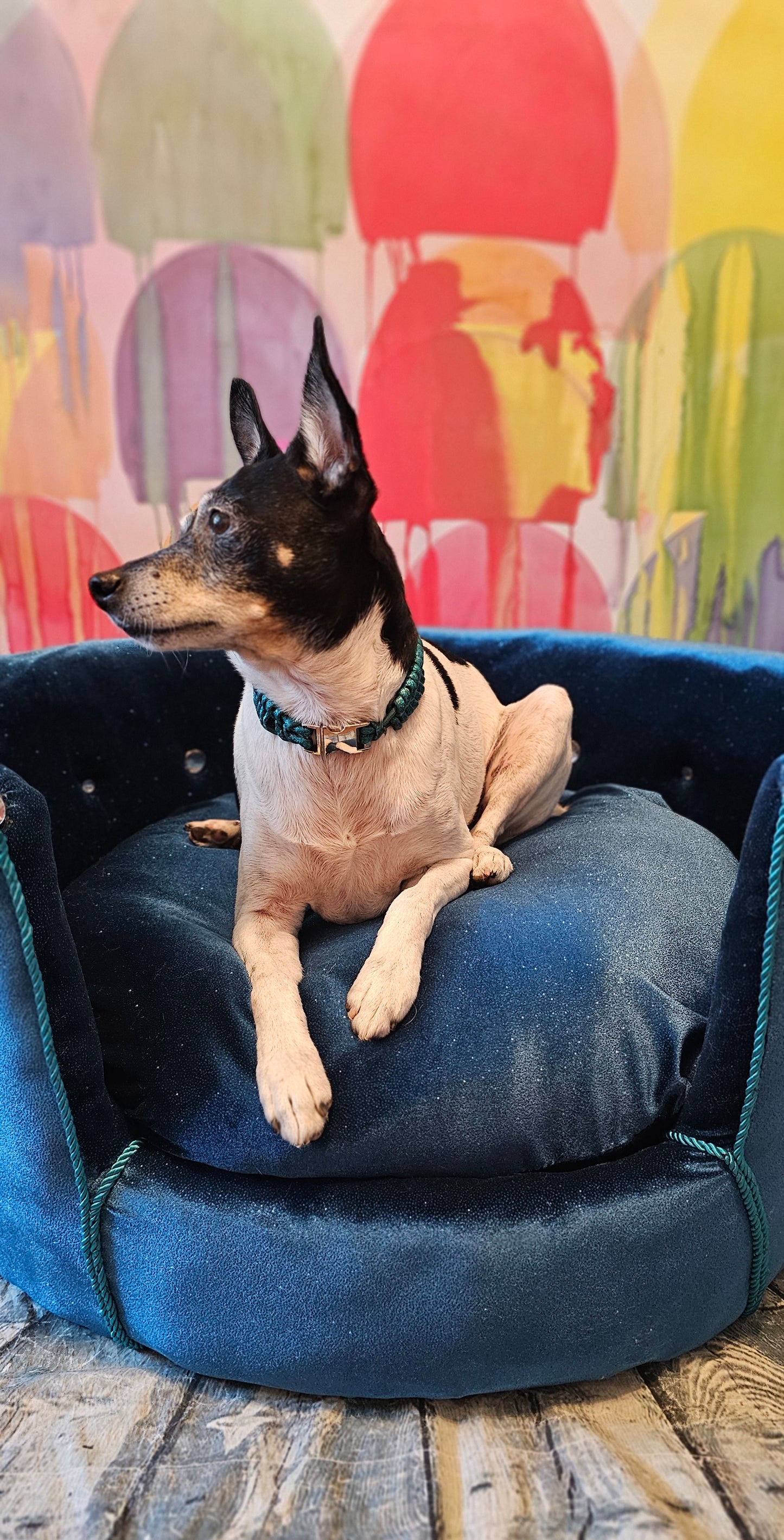 Glitter round velvet luxury pet bed, custom dog beds