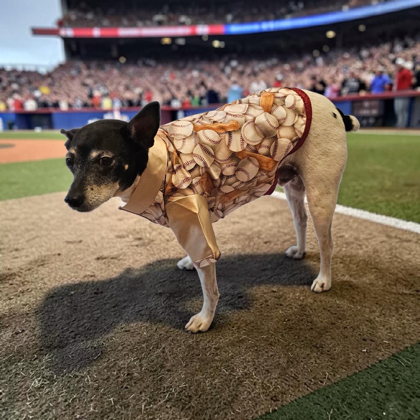 Baseball print glitter pet shirt, baseball dog shirt