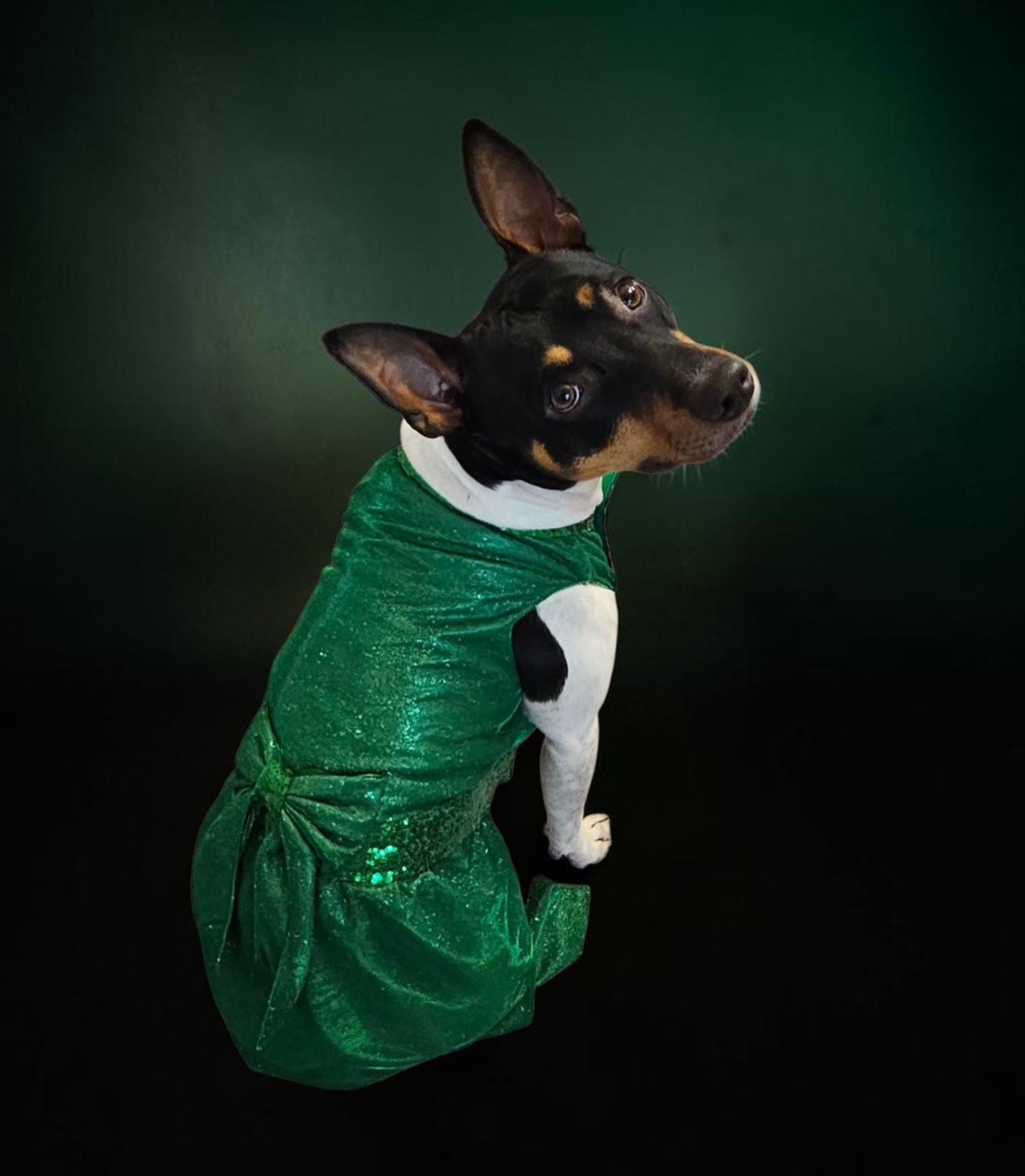Glitter metallic lurex bridesmaid pet dress, special occasion dog dress