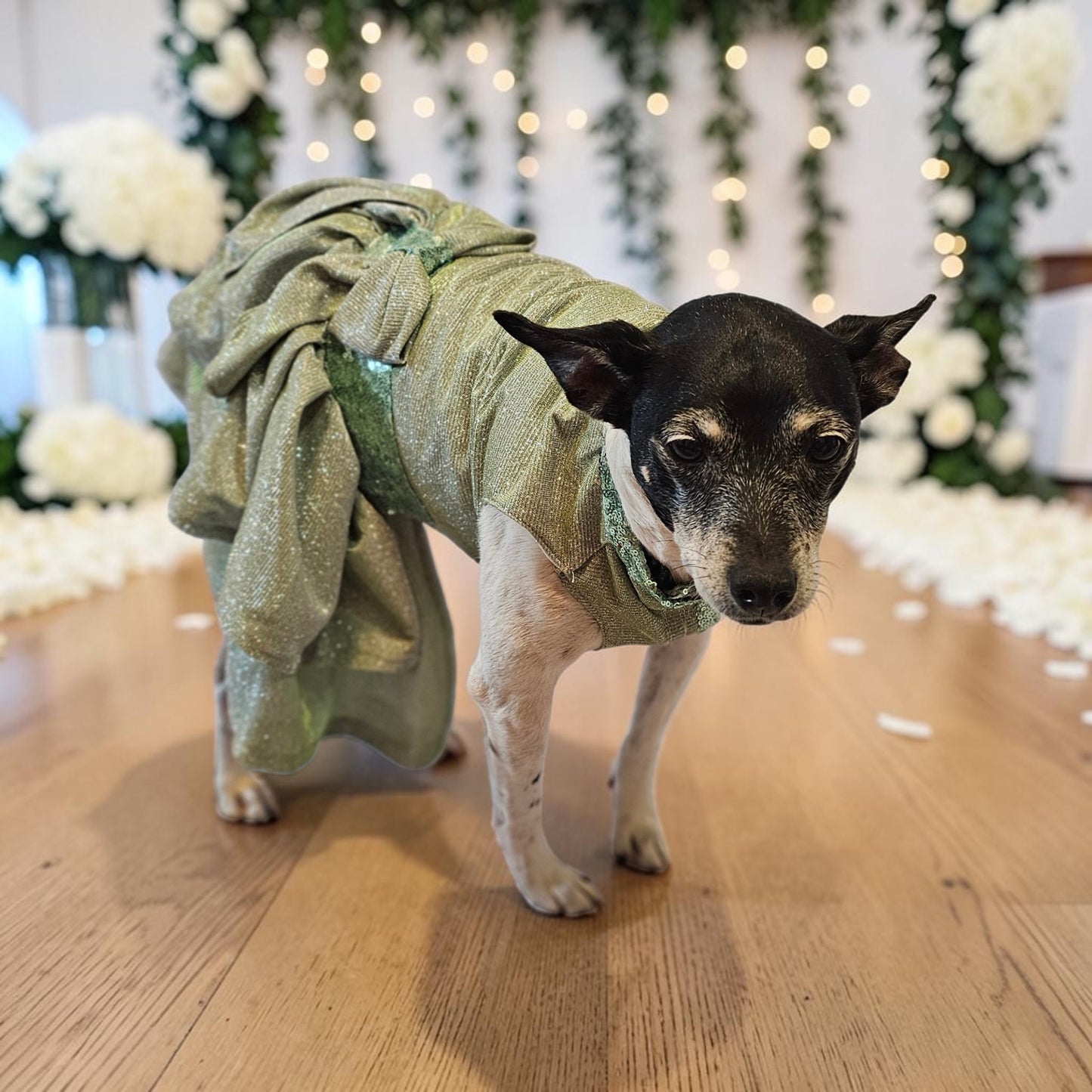 Glitter metallic lurex bridesmaid pet dress, special occasion dog dress