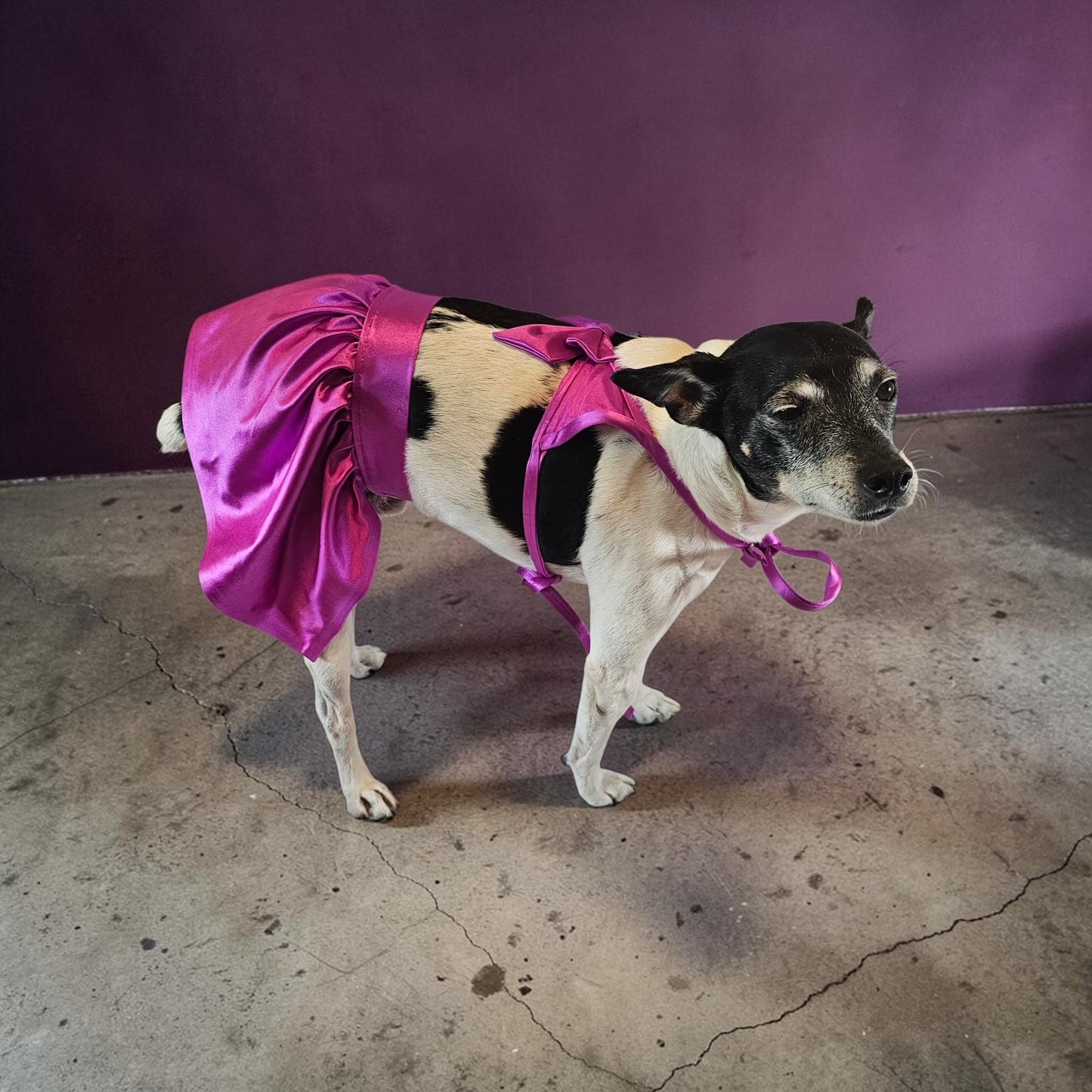Swimsuit for pets, pet bathing suits, 2-piece pet bathing suit with skirt