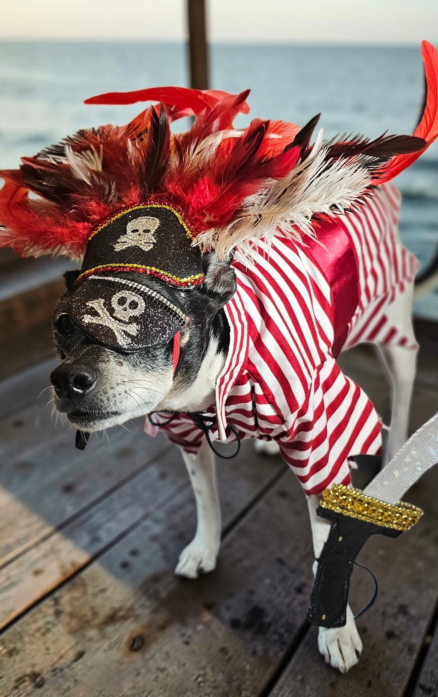 Pirate pet costume, Pirate dog Costume