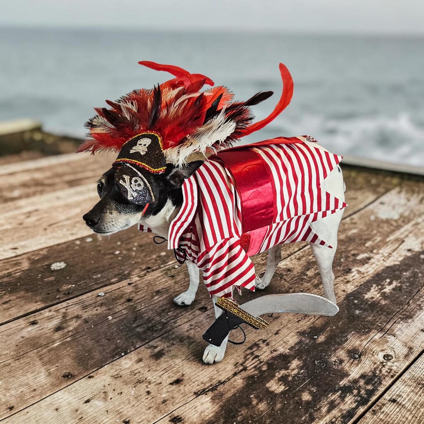 Pirate pet costume, Pirate dog Costume