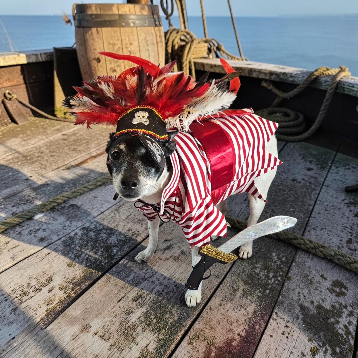 Pirate pet costume, Pirate dog Costume