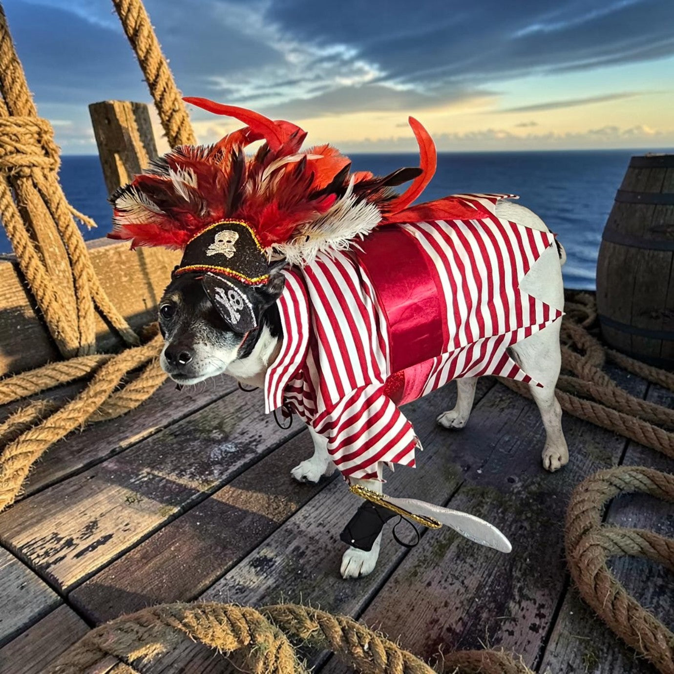 Pirate pet costume, Pirate dog Costume