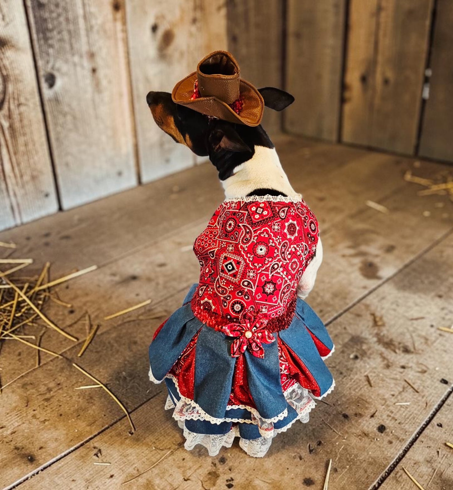 Western cowgirl pet dress, western cowgirl dog dress, western cowgirl cat costume