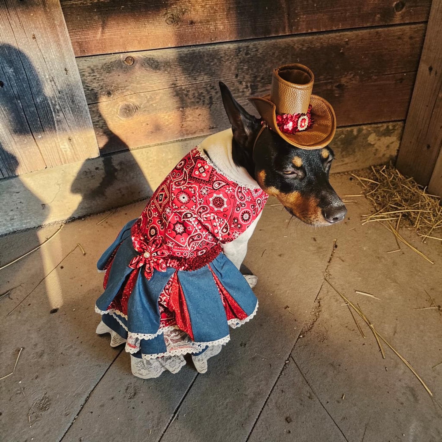 Western cowgirl pet dress, western cowgirl dog dress, western cowgirl cat costume