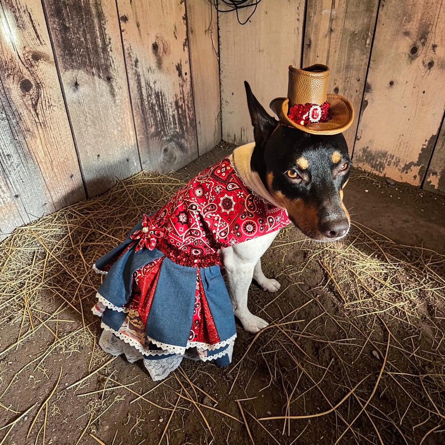 Western cowgirl pet dress, western cowgirl dog dress, western cowgirl cat costume
