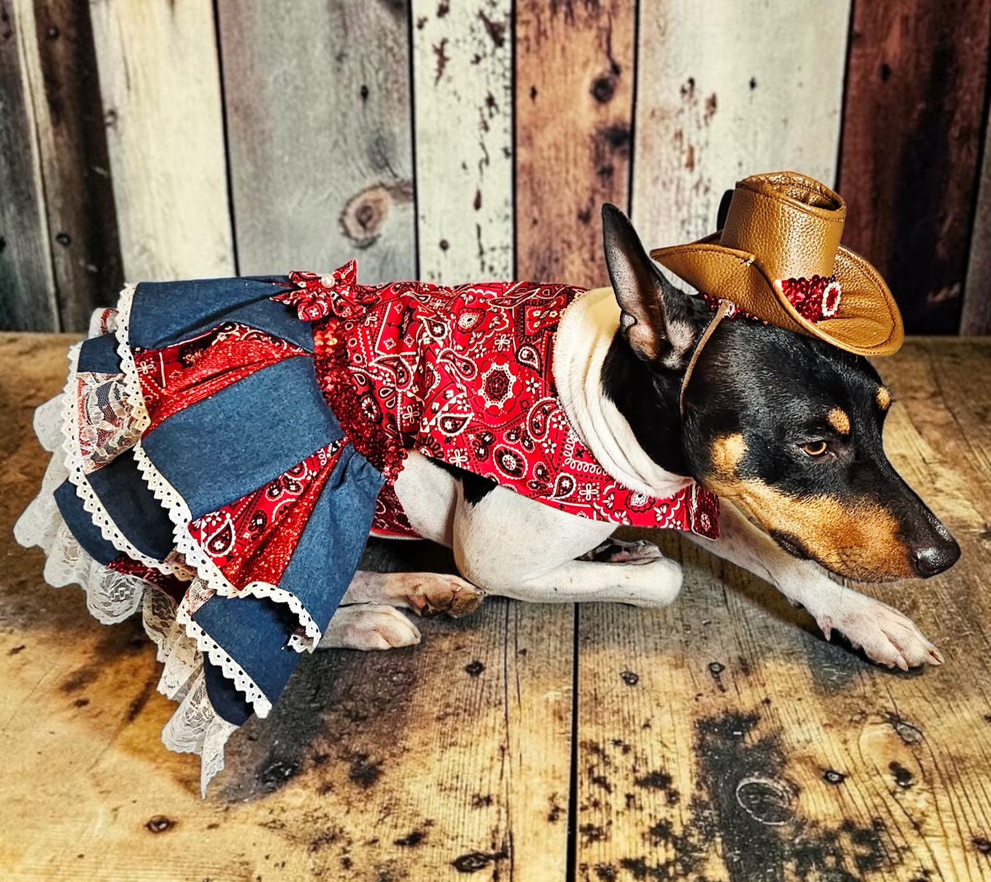 Western cowgirl pet dress, western cowgirl dog dress, western cowgirl cat costume