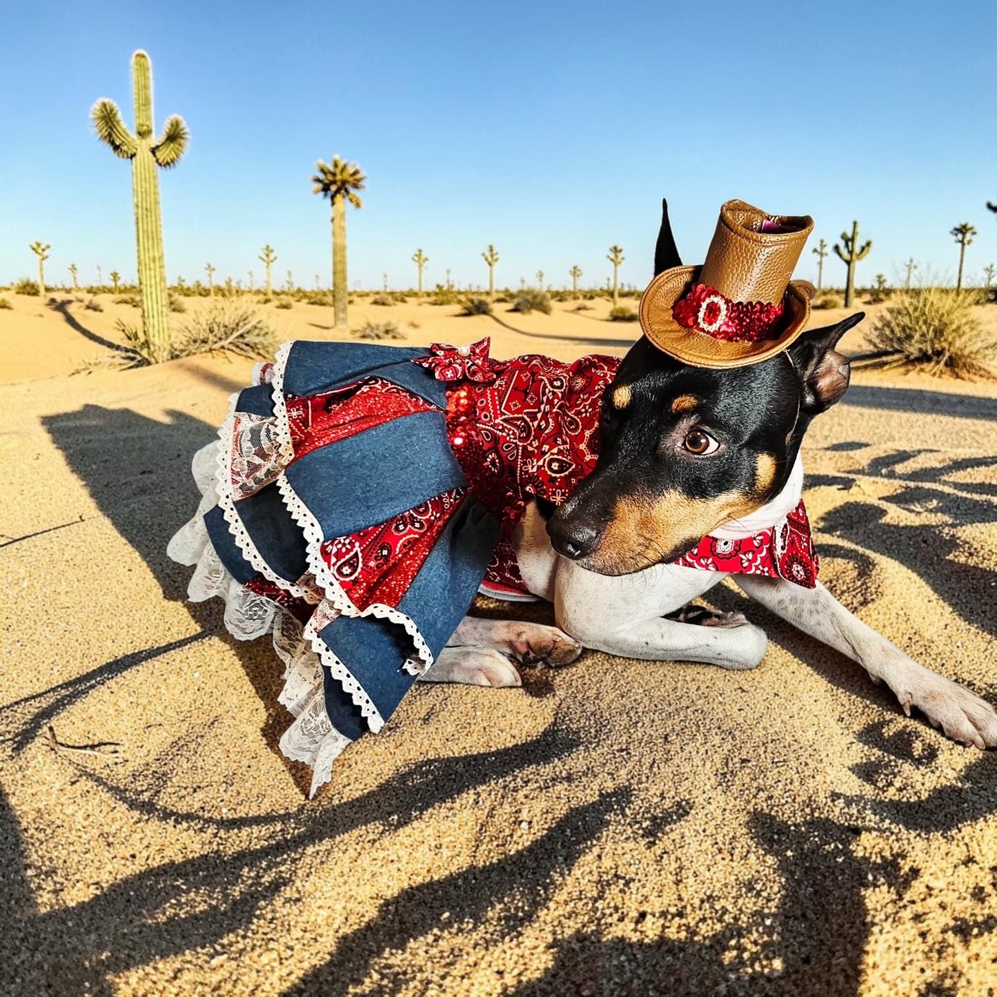 Western cowgirl pet dress, western cowgirl dog dress, western cowgirl cat costume