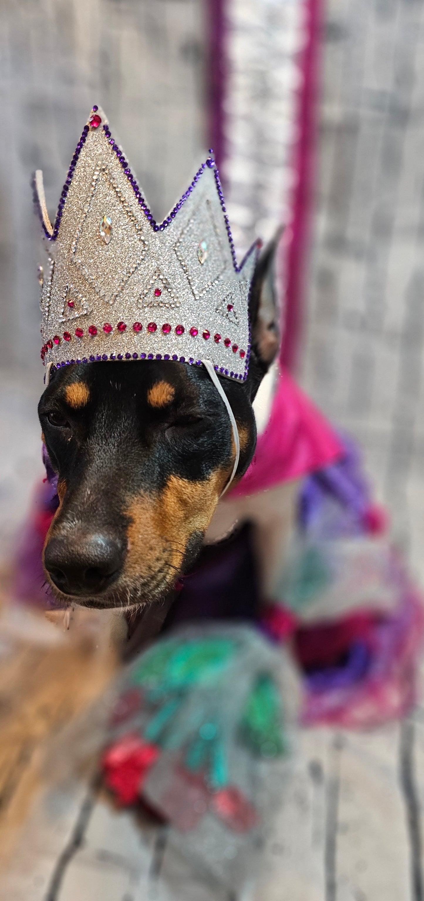 Miss America Pet crown, flowers and sash, dog pageant queen