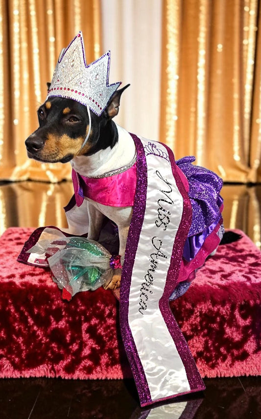 Miss America Pet Costume, Pageant Pet Costume, Princess Pet Costume, Beauty pet costume