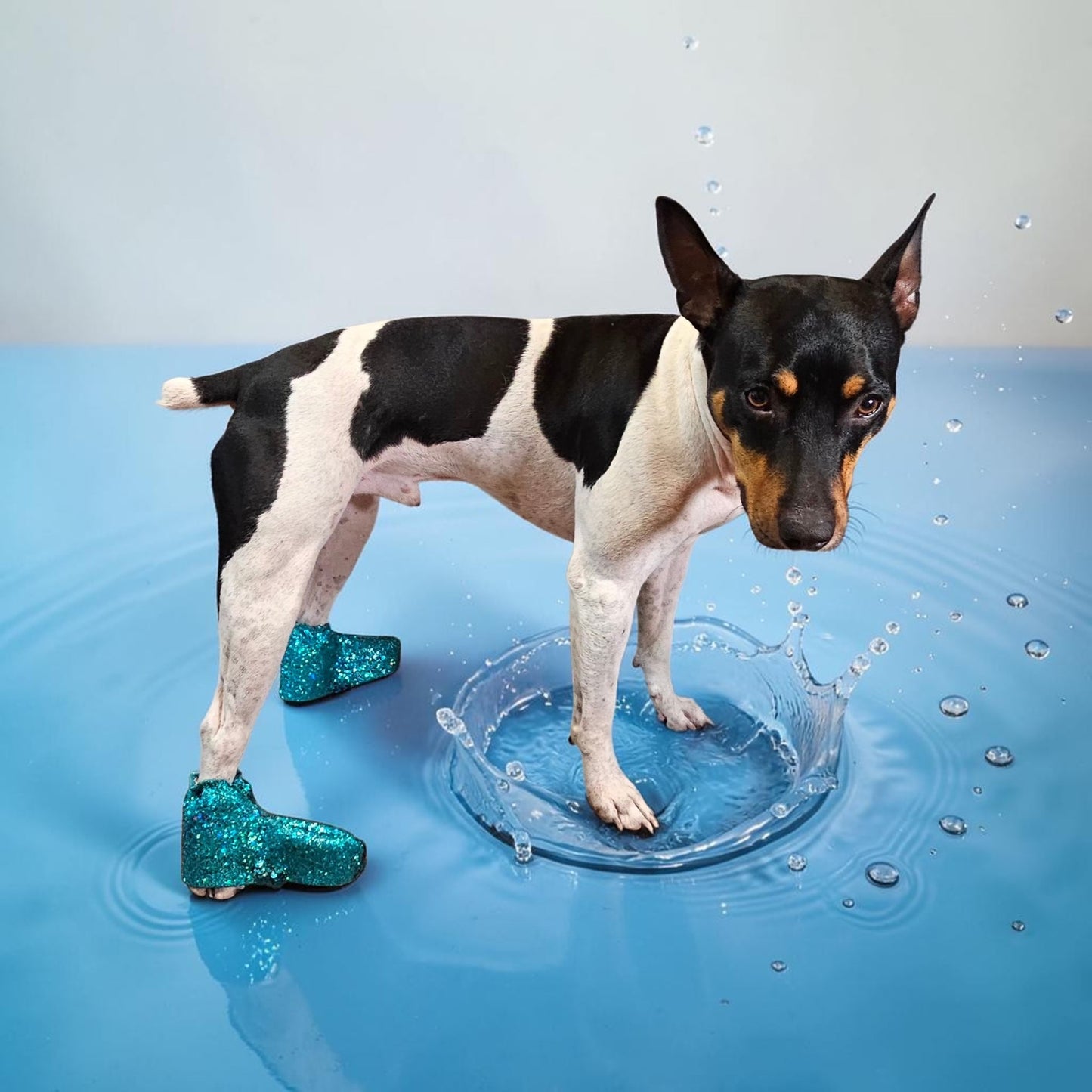 Glitter pet boots, dog boots, couture pet boots