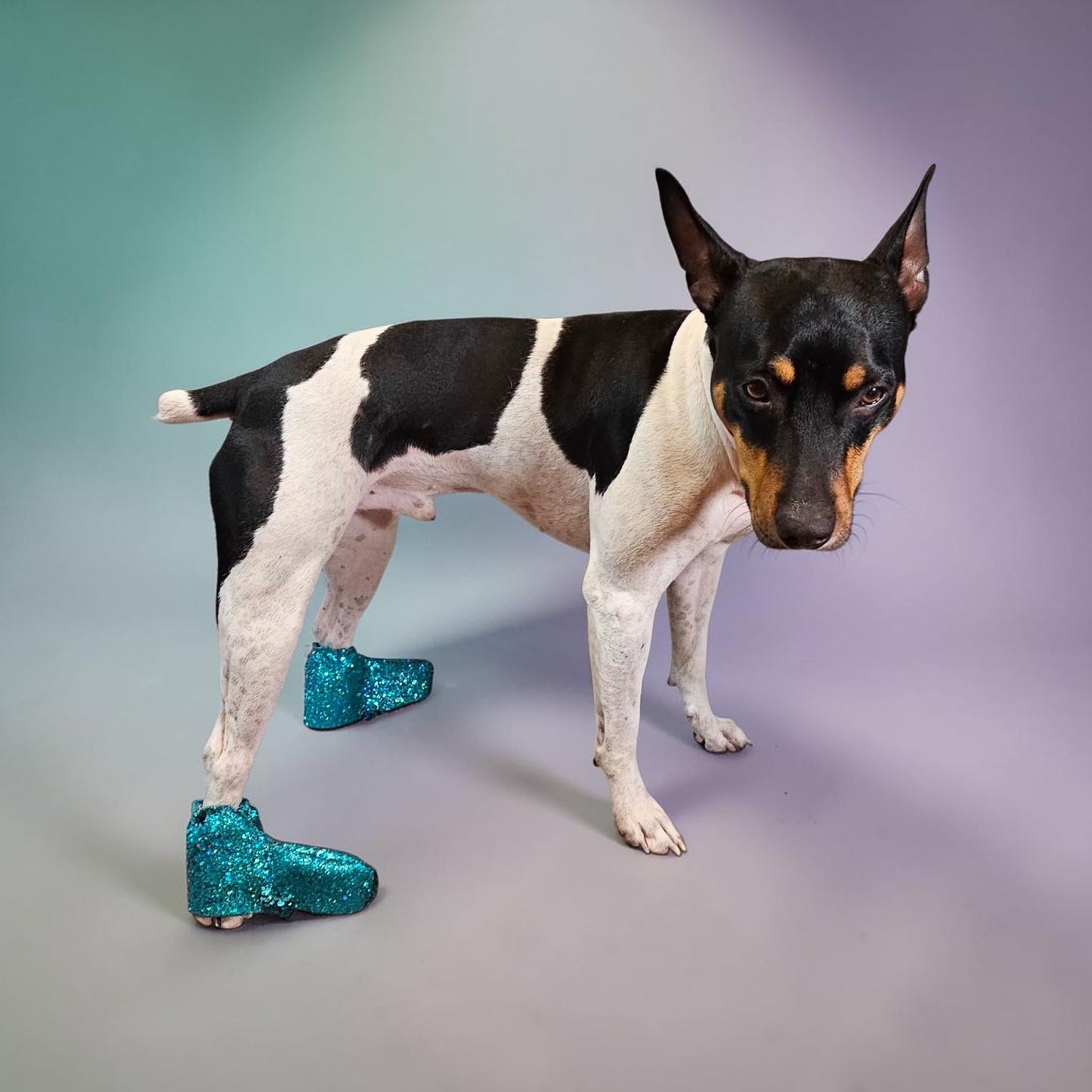 Glitter pet boots, dog boots, couture pet boots