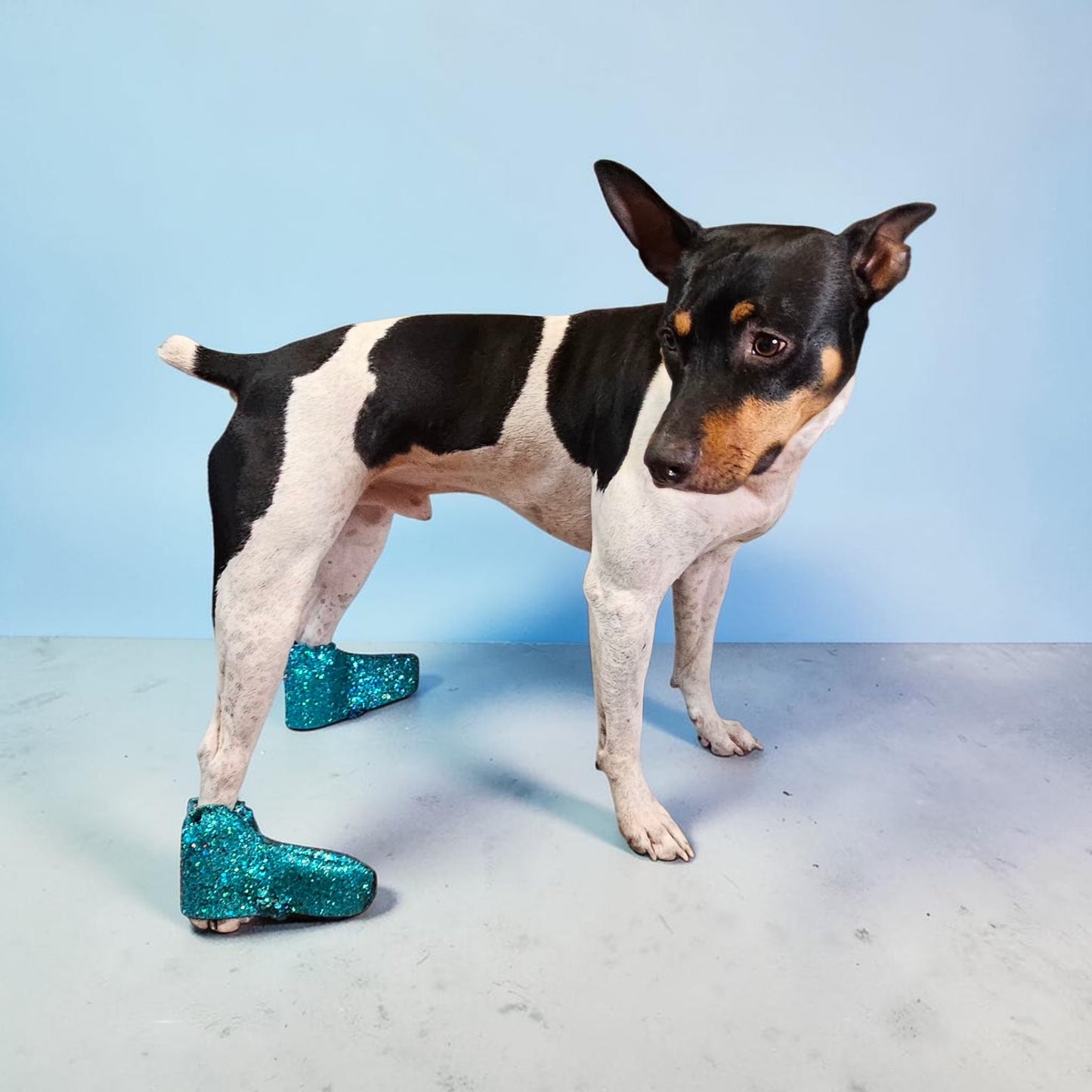 Glitter pet boots, dog boots, couture pet boots
