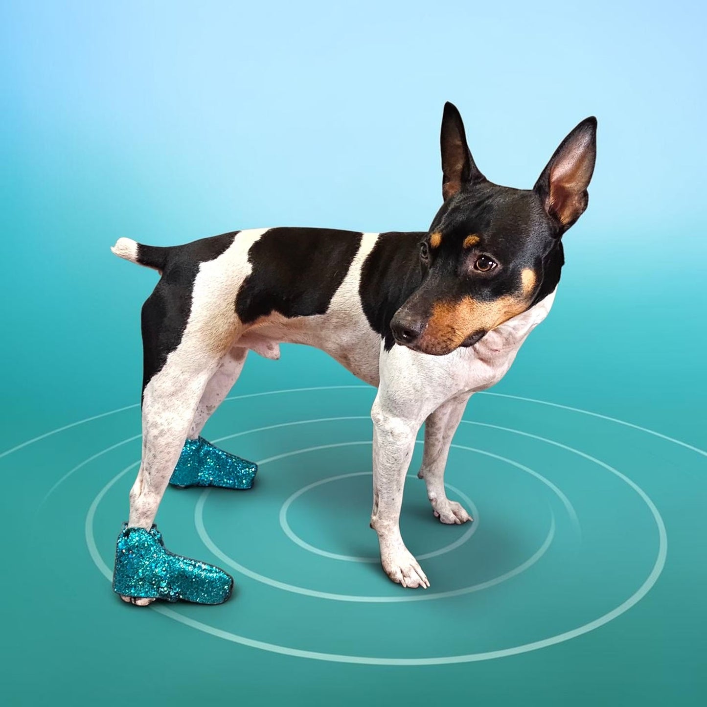 Glitter pet boots, dog boots, couture pet boots