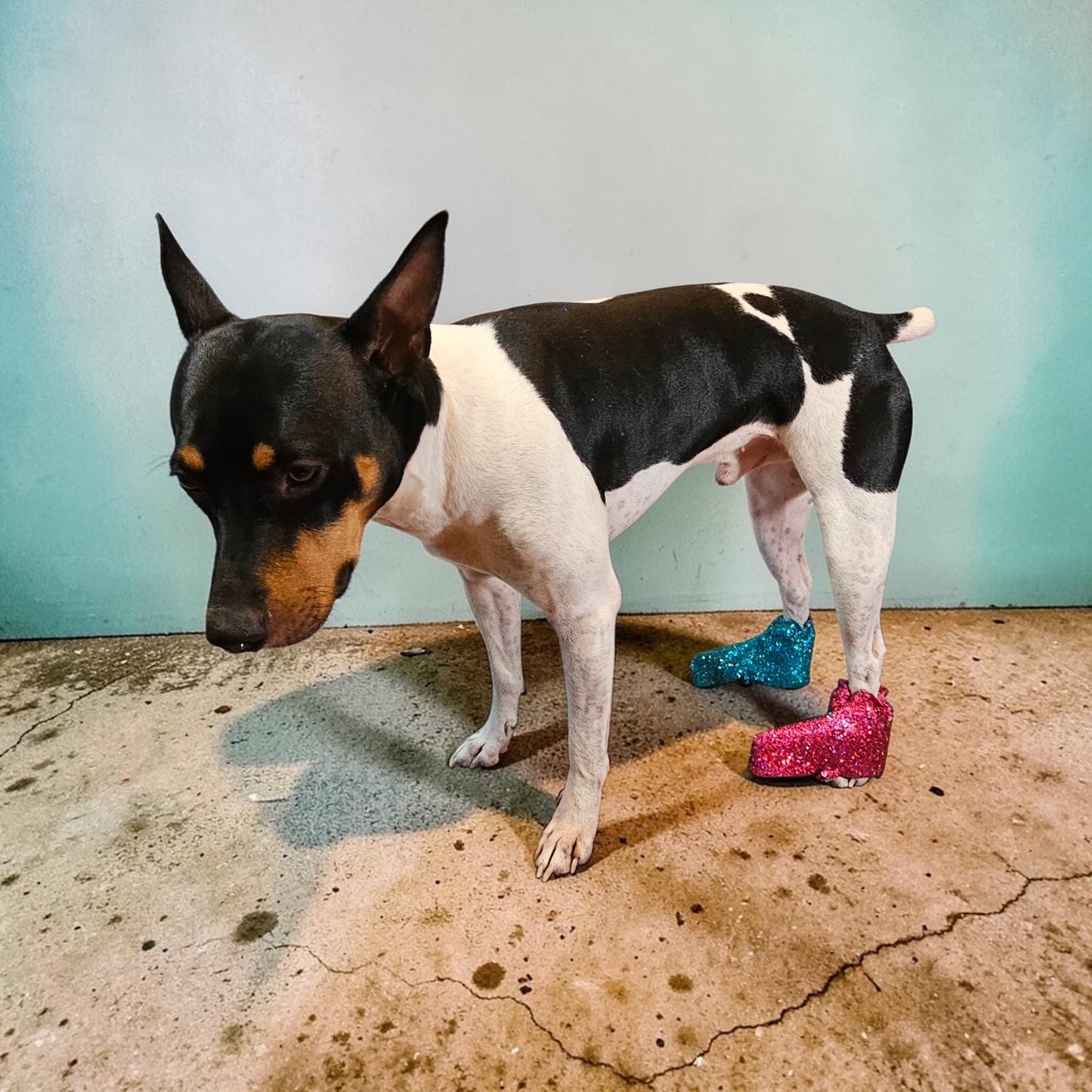 Glitter pet boots, dog boots, couture pet boots