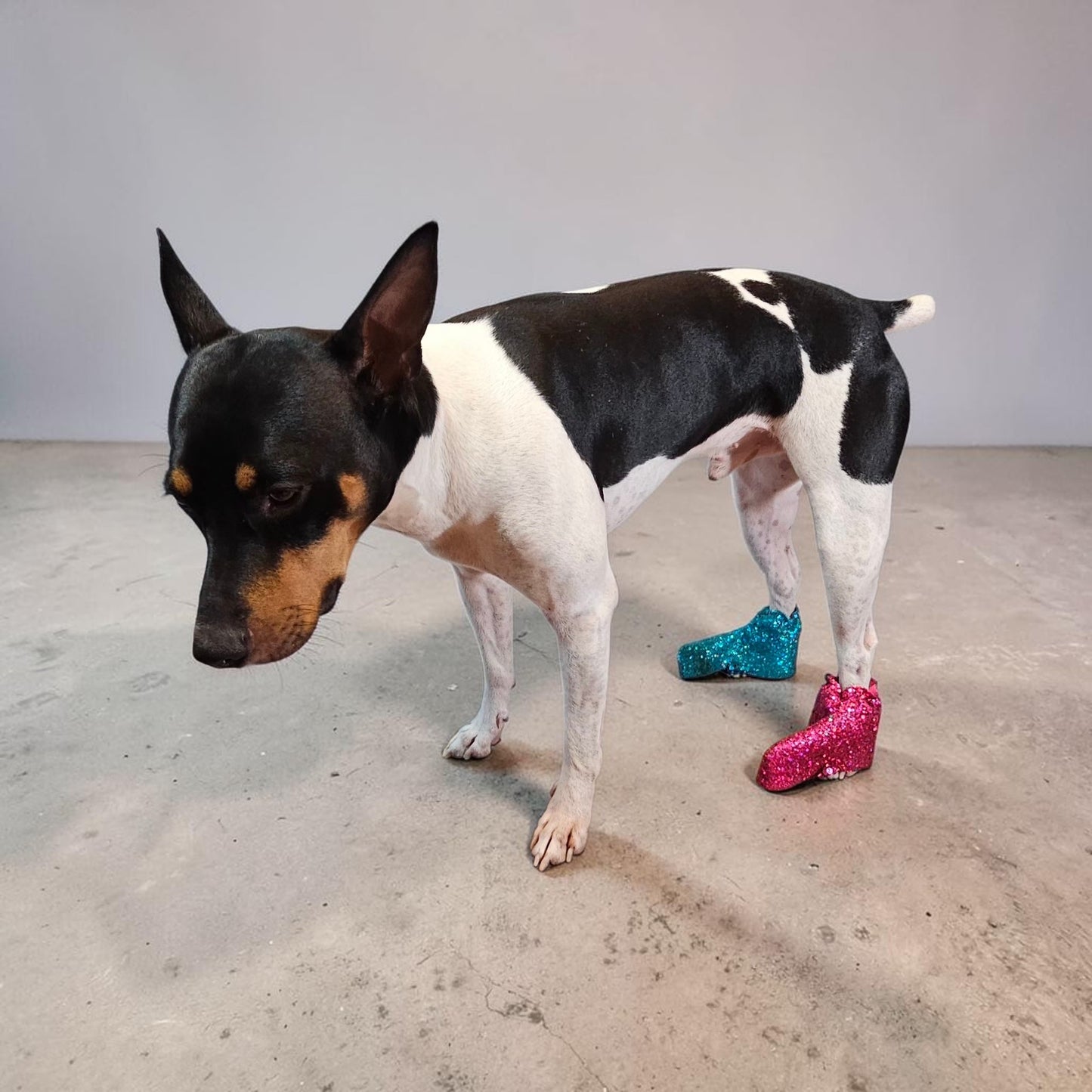 Glitter pet boots, dog boots, couture pet boots