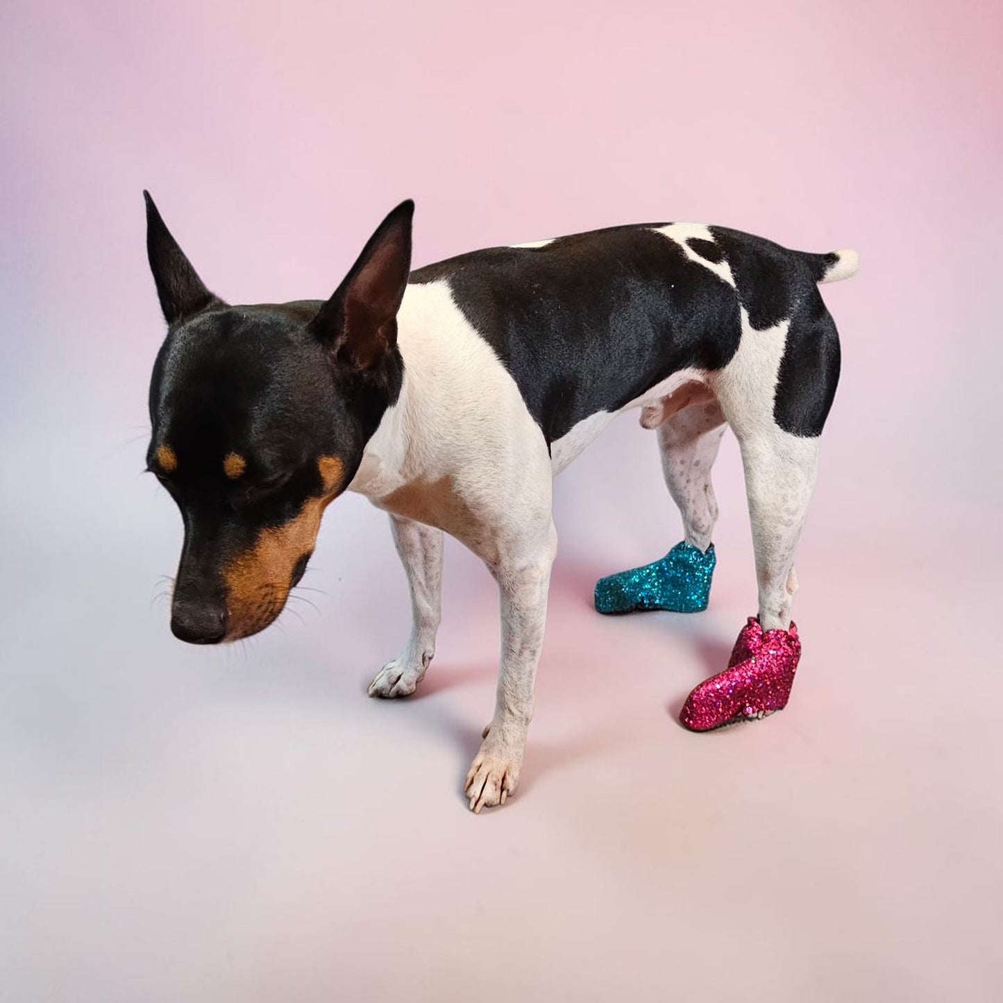 Glitter pet boots, dog boots, couture pet boots