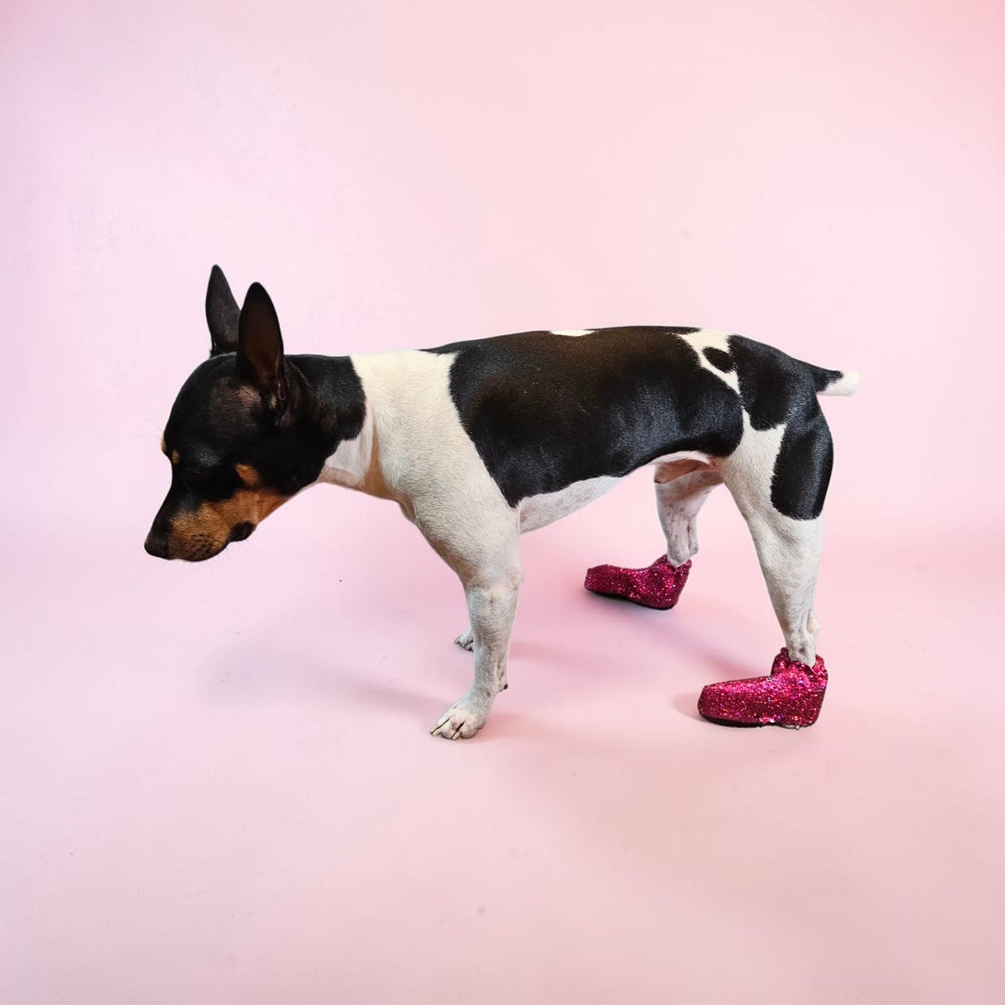 Glitter pet boots, dog boots, couture pet boots
