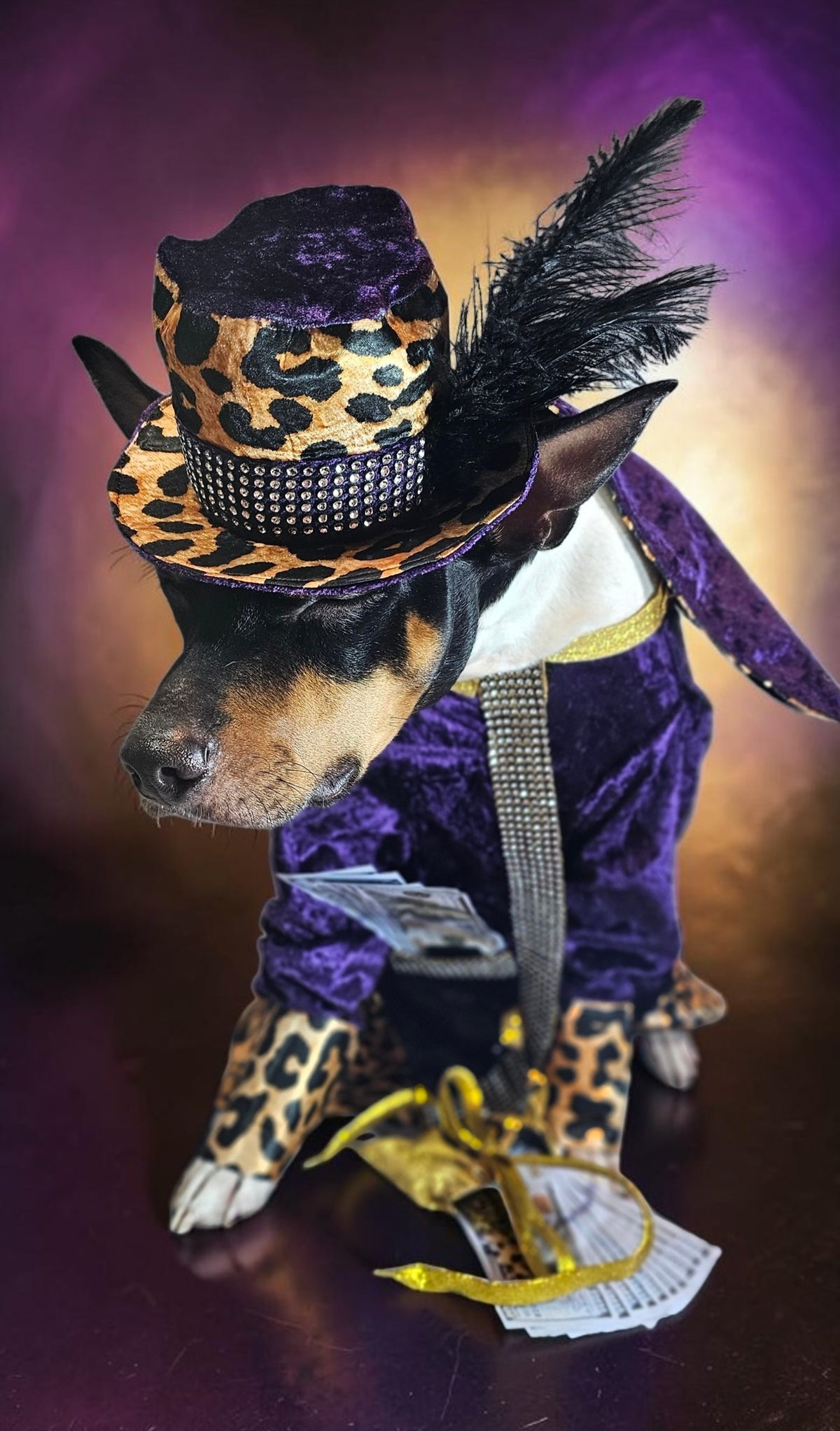 Pimp pet costume, pimp dog costume, gangster pet costume, gangster dog suit