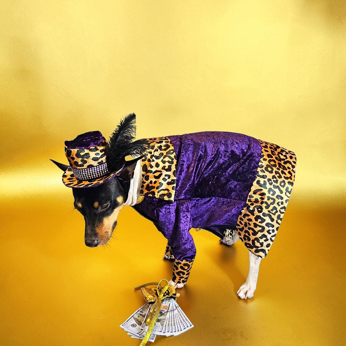 Pimp pet costume, pimp dog costume, gangster pet costume, gangster dog suit