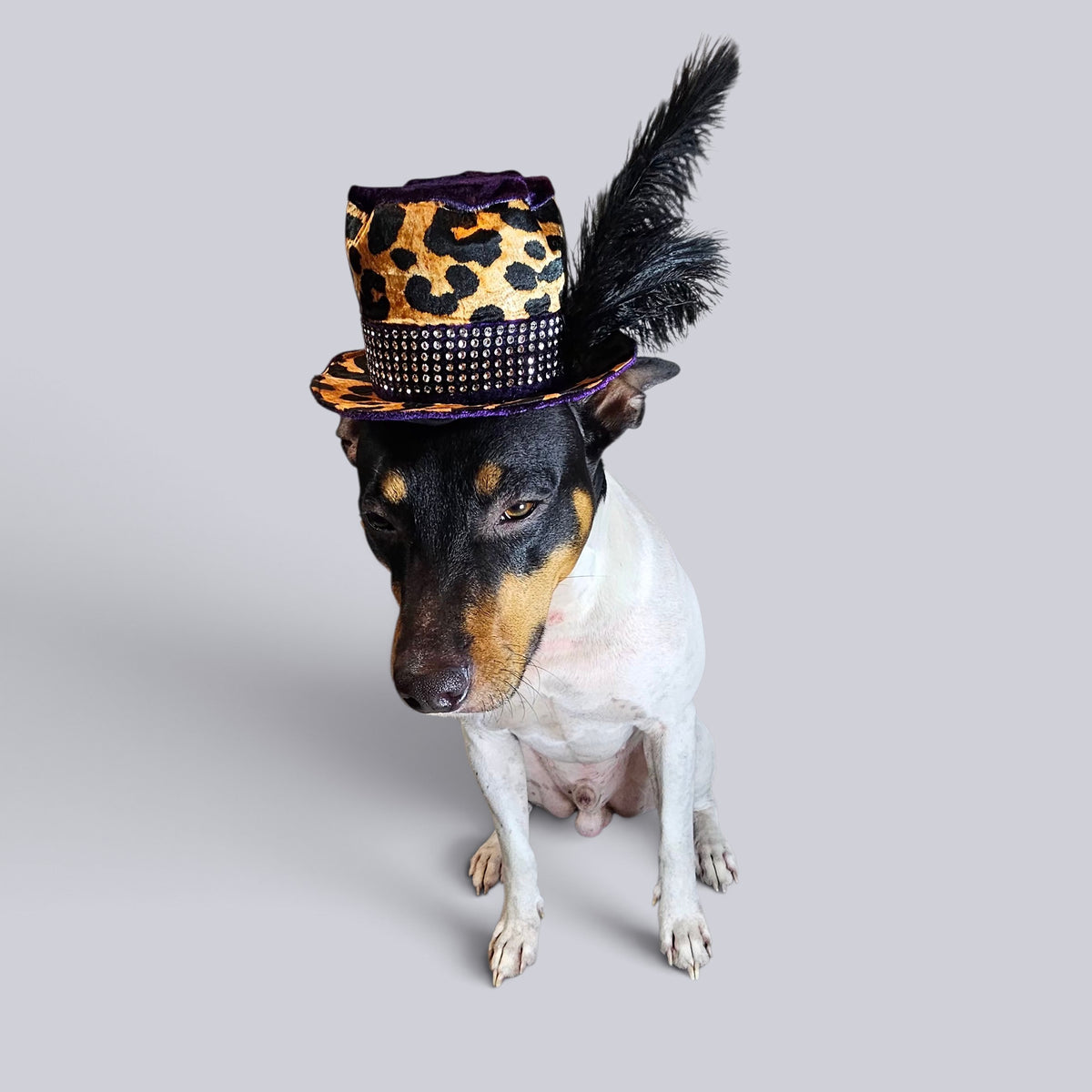 Pimp pet hat, pimp dog hat, gangster pet hat, gangster dog hat, pet pimp hat, pimp cat hat, dog gangster hat, pimp feather pet hat