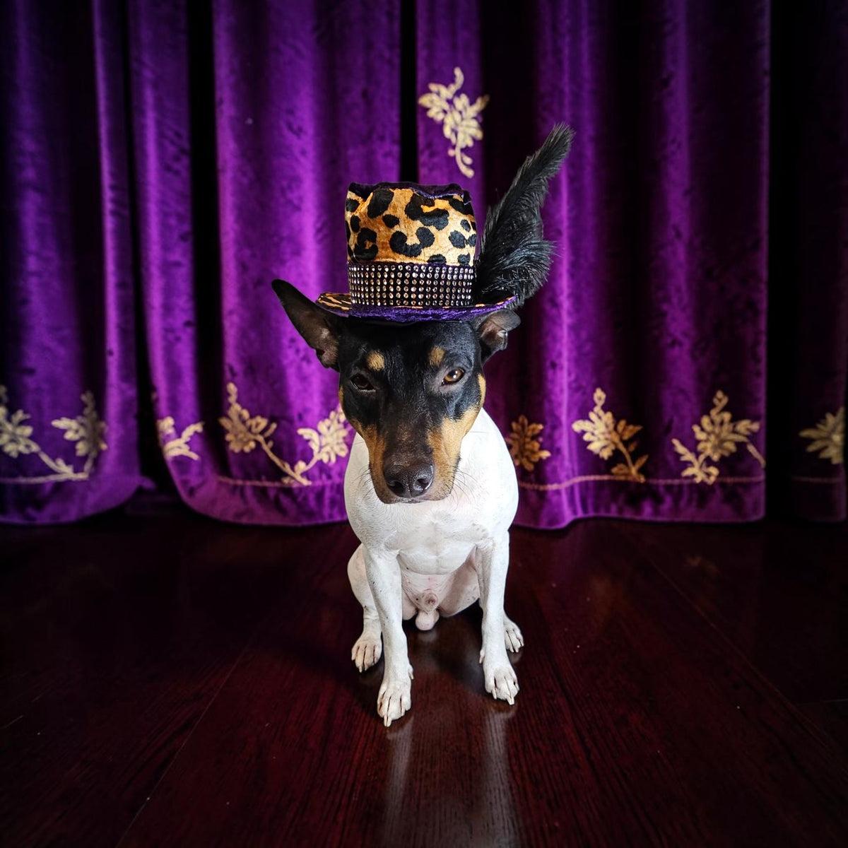 Pimp pet hat, pimp dog hat, gangster pet hat, gangster dog hat, pet pimp hat, pimp cat hat, dog gangster hat, pimp feather pet hat