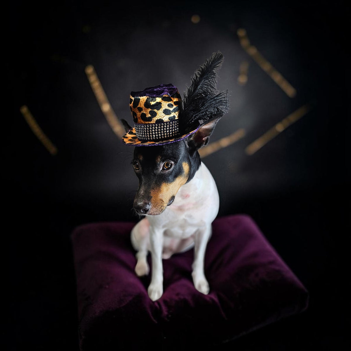 Pimp pet hat, pimp dog hat, gangster pet hat, gangster dog hat, pet pimp hat, pimp cat hat, dog gangster hat, pimp feather pet hat