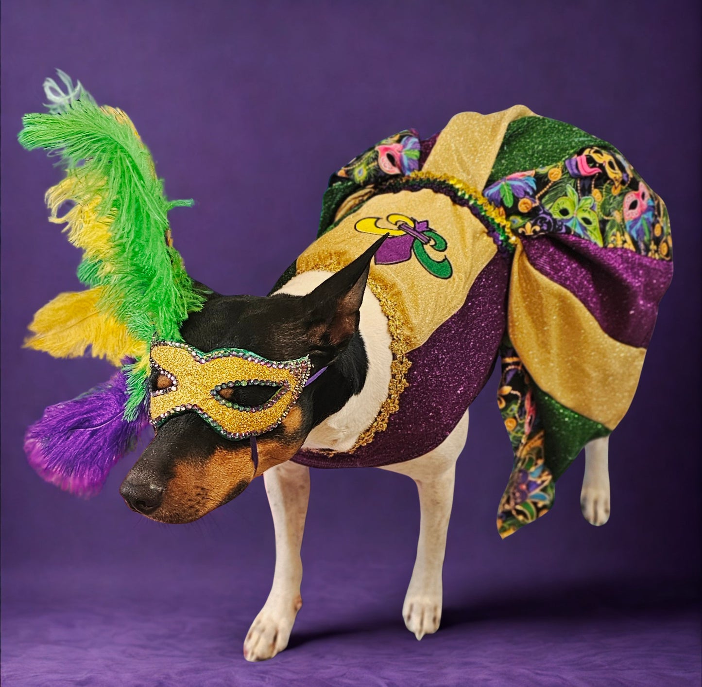 Mardi Gras Pet Masks, Mardi Gras Dog Mask, Fat Tuesday pet, feather pet mask