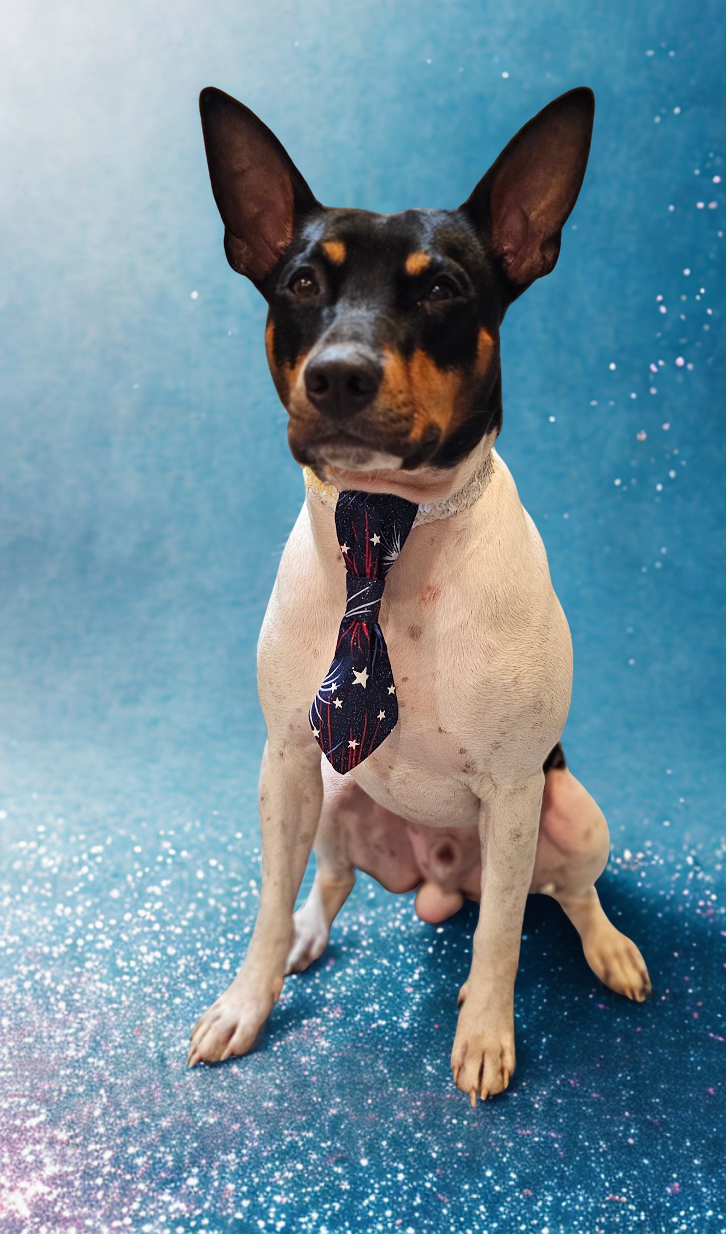 Patriotic Pet Tie and cuffs, Tie and cuffs for pets