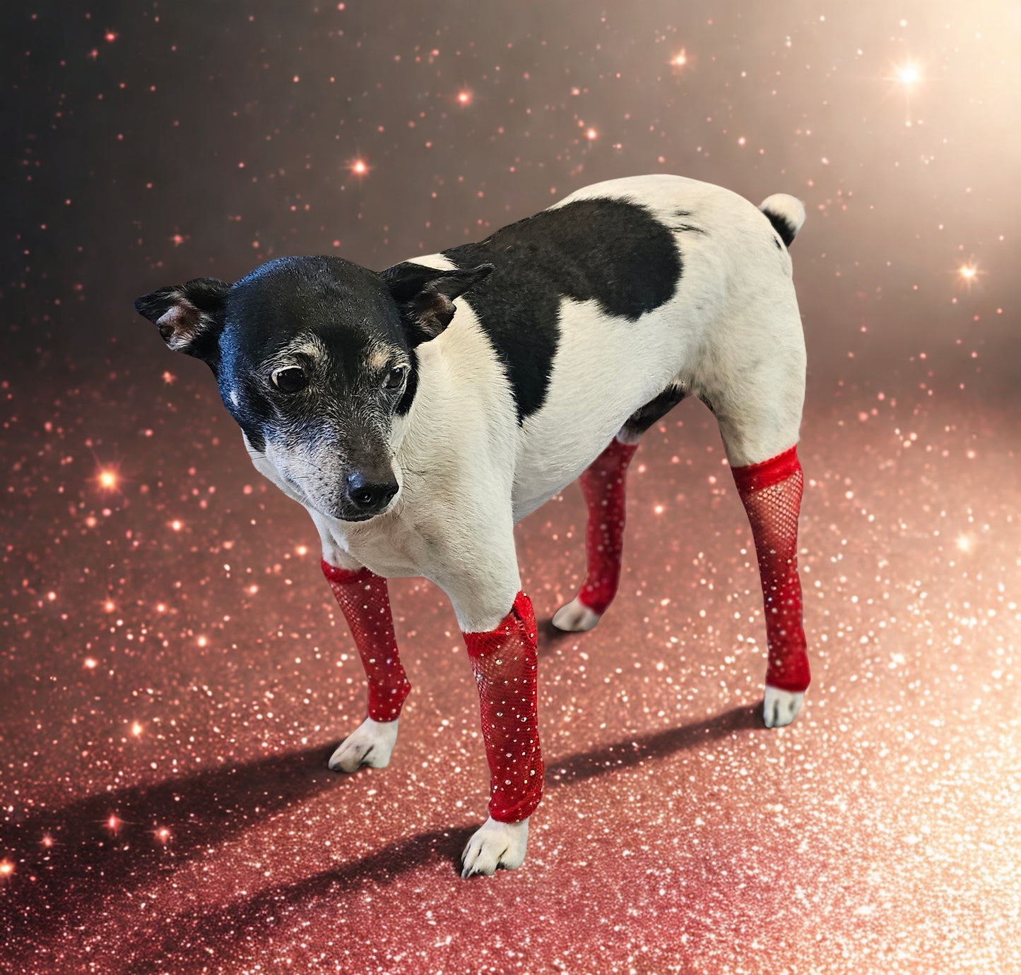 Fishnets for pets, dog fishnets, rhinestone fishnets for pets