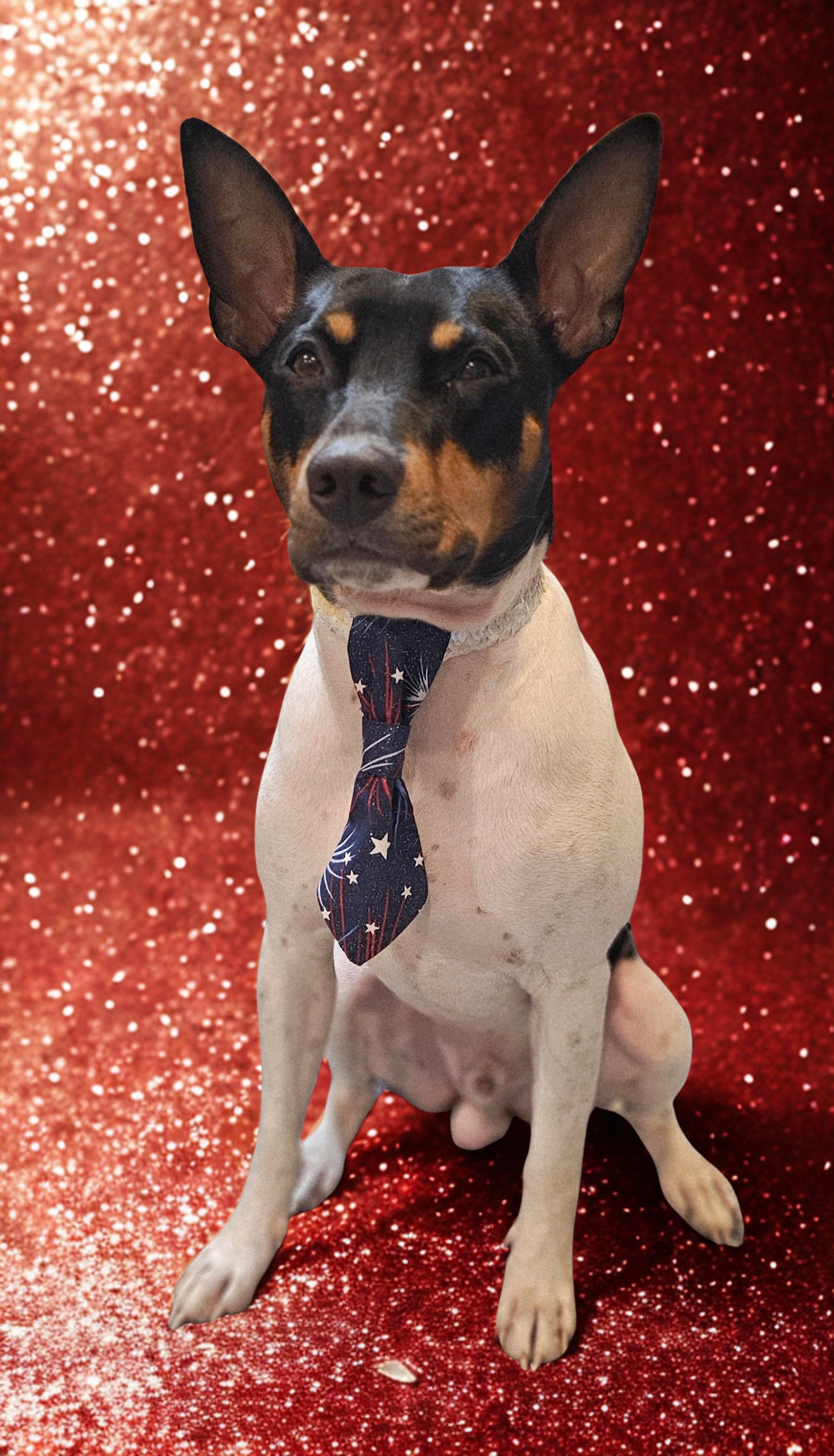 Patriotic Pet Tie and cuffs, Tie and cuffs for pets