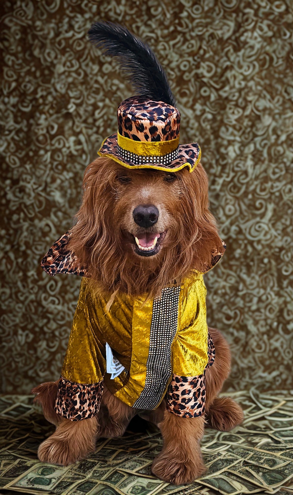 Pimp pet costume, pimp dog costume, gangster pet costume, gangster dog suit