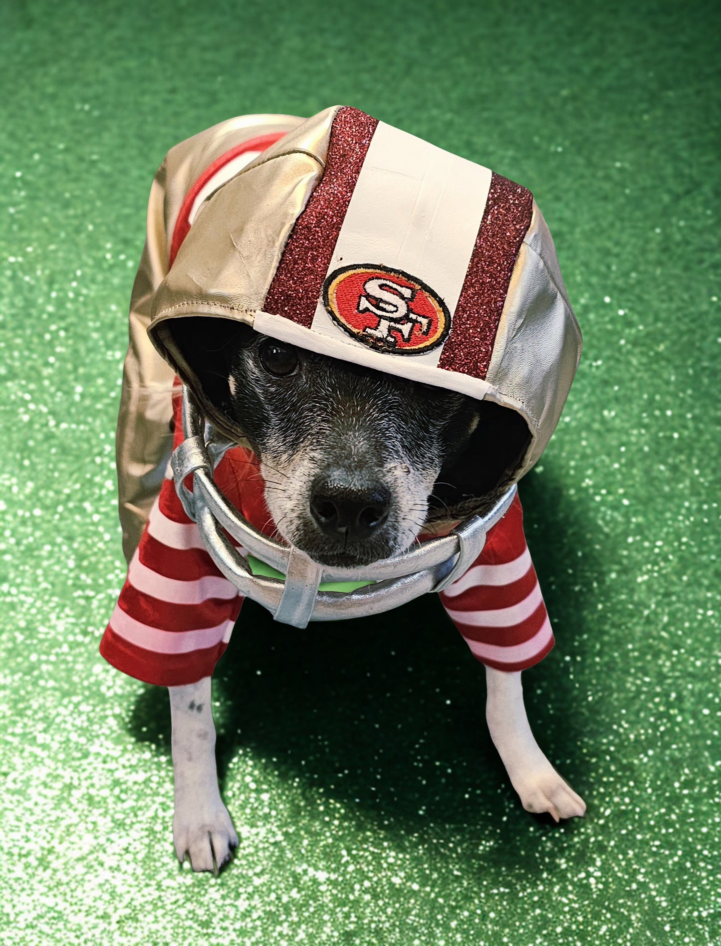 Football pet helmet, custom helmet for pets, nfl inspired football helmet