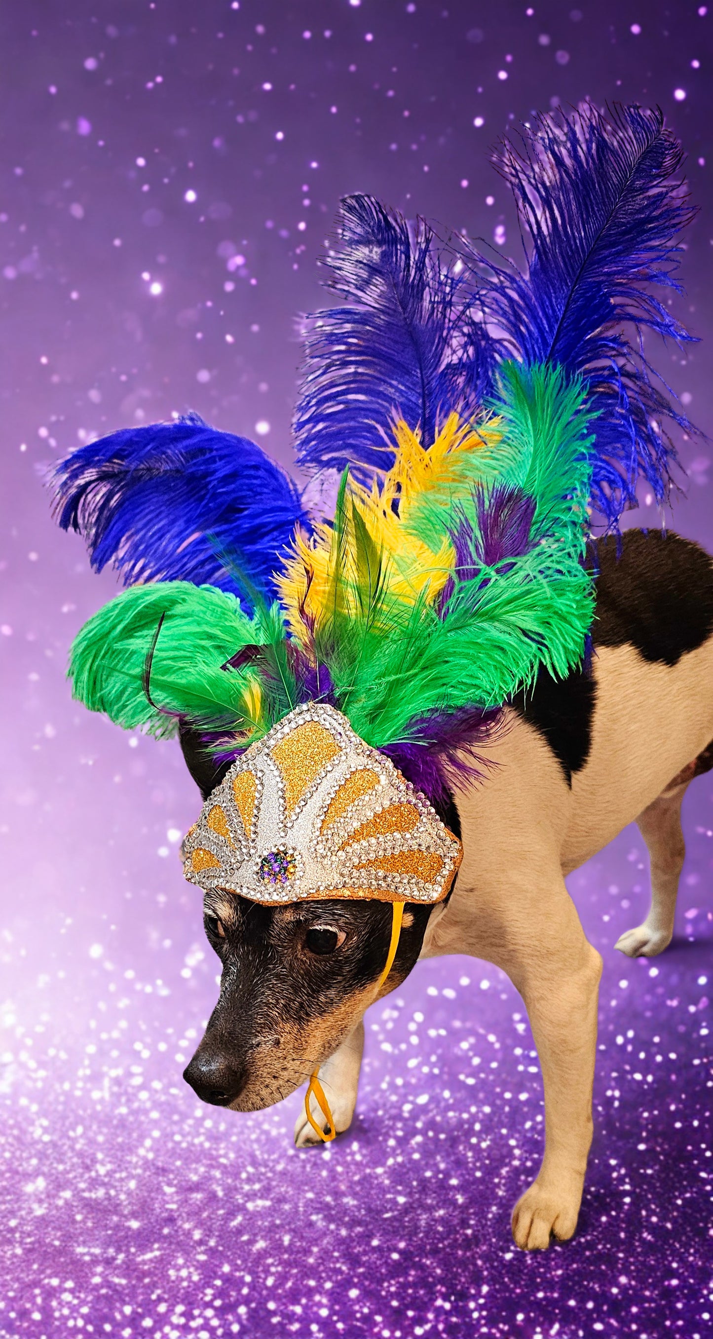 Mardi Gras pet feather showgirl headress, carnival feather pet headress