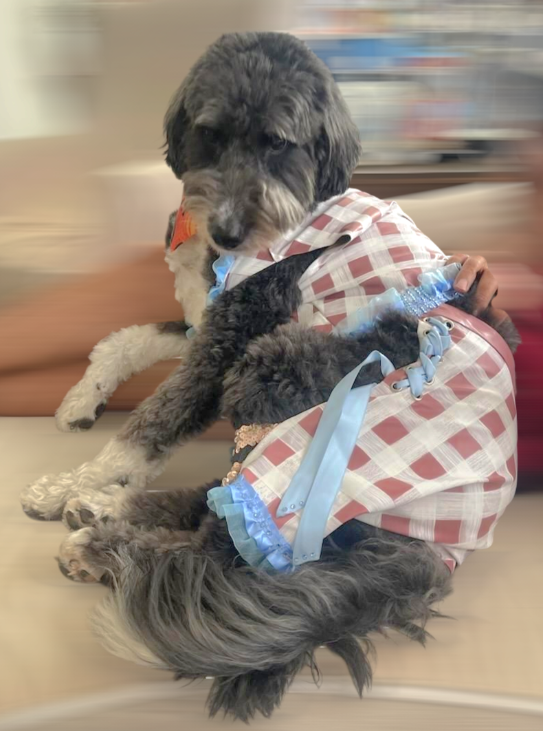 Chappell Roan Giver pet costume, Chappell Roan SNL giver pet costume, Chappell dog costume