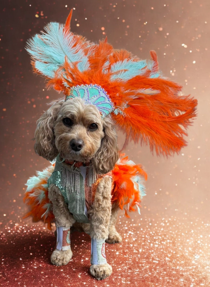 Showgirl pet costume, Life of showpet costume, feather showgirl pet costume