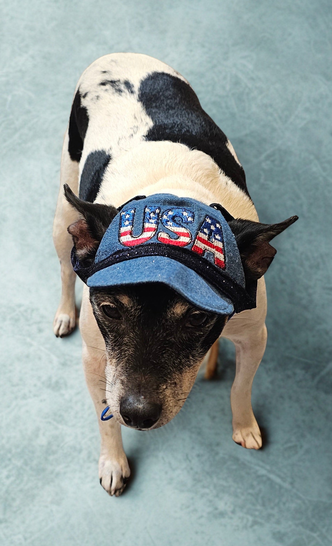 Patriotic Blue Jean pet hat, personalized pet hat, blue jean USA pet hat