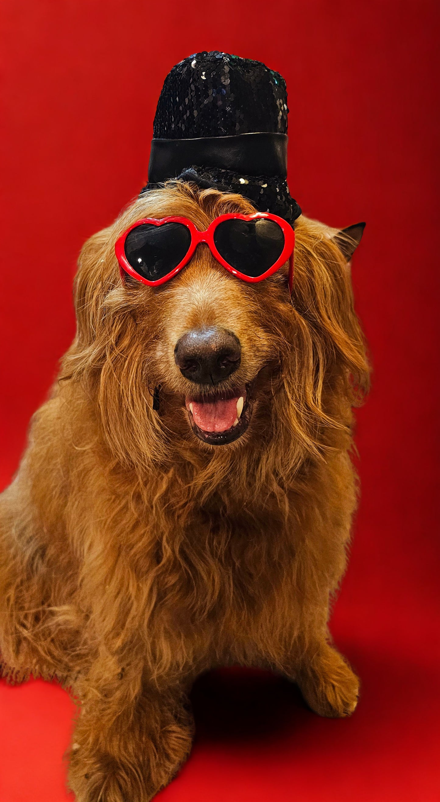 Red Era Pet Costume, red era dog costume, red era cat costume, Taylor Swift pet costume, Taylor Swift red era pet costume